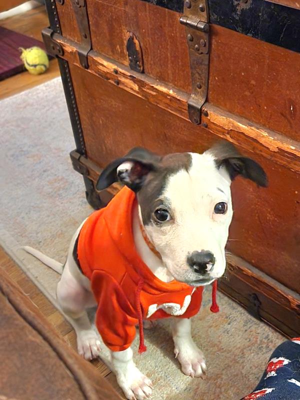 /Images/uploads/Louies Legacy Animal Rescue/cutest-rescue-pet-2023/entries/28155thumb.jpg